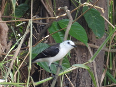 Fluvicola albiventer