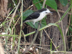 Fluvicola albiventer