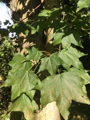Acer cappadocicum