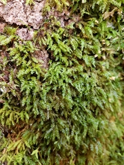 Pseudanomodon attenuatus