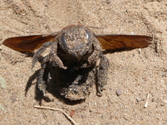 Xylocopa caffra