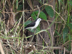 Fluvicola albiventer