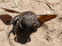 Xylocopa caffra