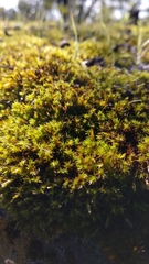 Nyholmiella obtusifolia