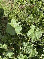 Malva neglecta