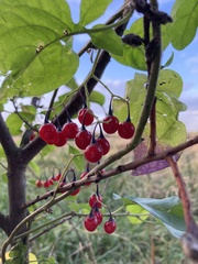 Solanum dulcamara
