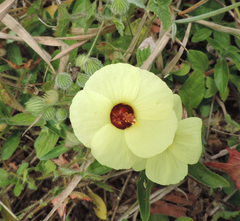 Pavonia cancellata
