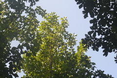 Populus heterophylla