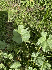 Malva neglecta