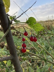 Solanum dulcamara