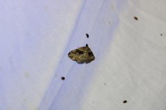 Xanthorhoe lacustrata