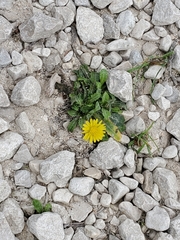 Hypochaeris radicata