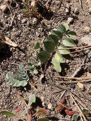 Astragalus shortianus