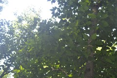 Populus heterophylla