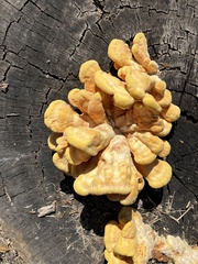 Laetiporus gilbertsonii