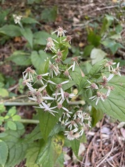 Eurybia