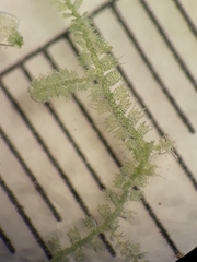 Telaranea perfragilis