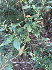 Ilex glabra