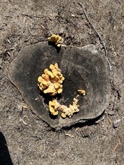 Laetiporus gilbertsonii