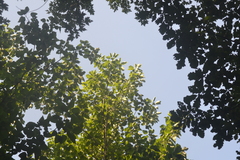 Populus heterophylla