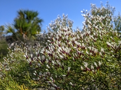 Baccharis angustifolia