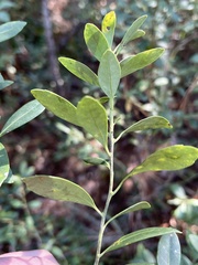 Ilex glabra