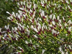 Baccharis angustifolia