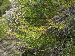 Baccharis angustifolia