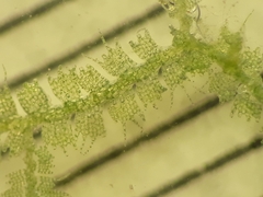 Telaranea perfragilis