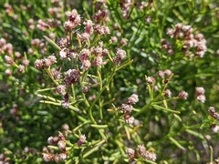 Baccharis angustifolia