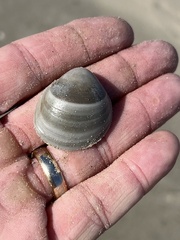 Laevicardium serratum