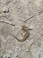 Lissotriton