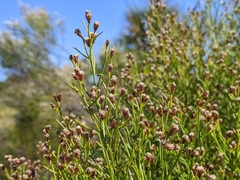 Baccharis angustifolia