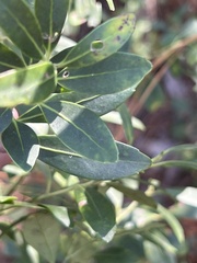 Ilex glabra