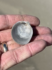 Laevicardium serratum