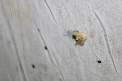 Elegant Tailed Slug Moth photo 4