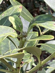 Ilex glabra