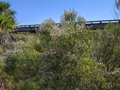 Baccharis angustifolia