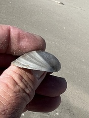 Laevicardium serratum