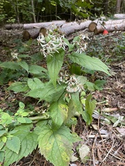 Eurybia