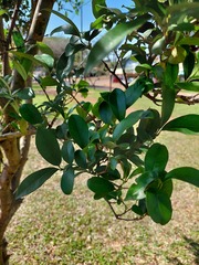 Eugenia involucrata