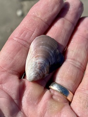 Mytilidae