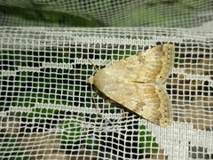Heliothis nubigera