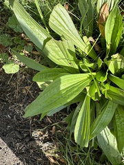 Plantago lanceolata