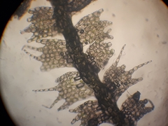 Telaranea perfragilis