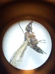 Sciomyzidae
