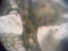 Telaranea perfragilis