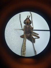 Sciomyzidae