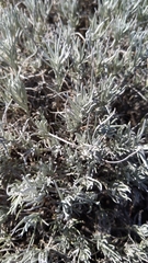 Helichrysum italicum