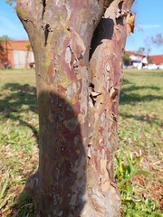 Eugenia involucrata